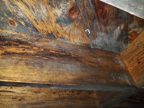 Mold Remediation Independent Restoration Services of Atlanta